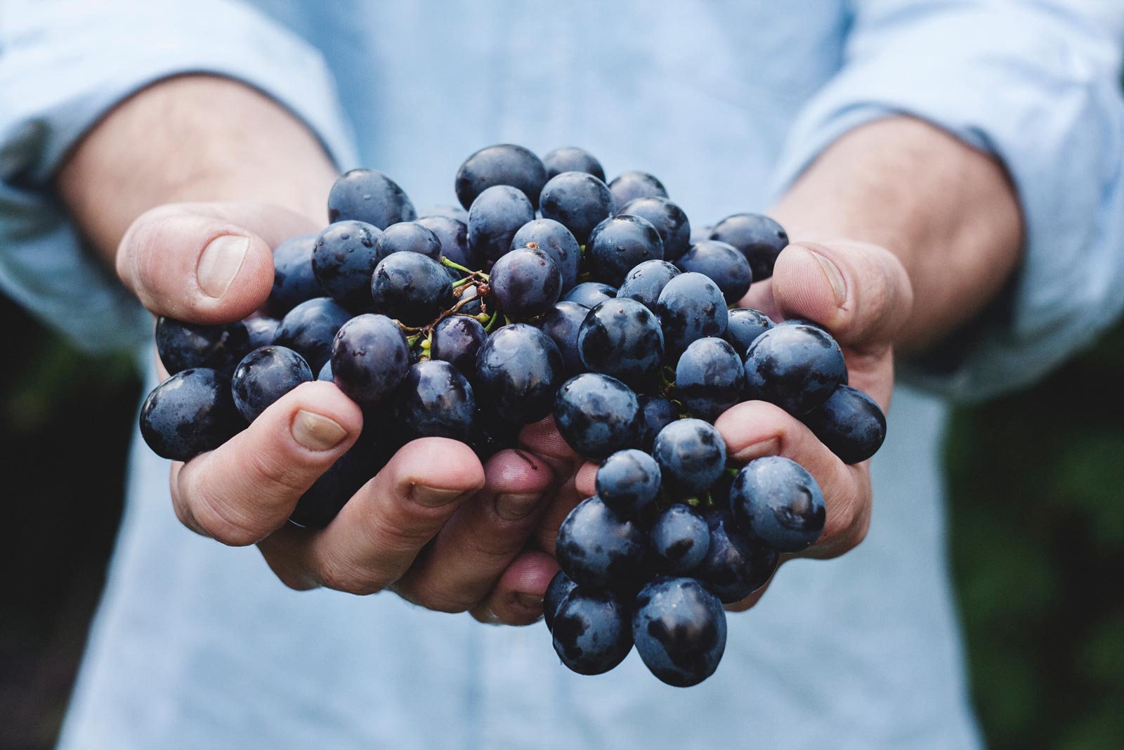 5 Things You Probably Didn’t Know About Grapes